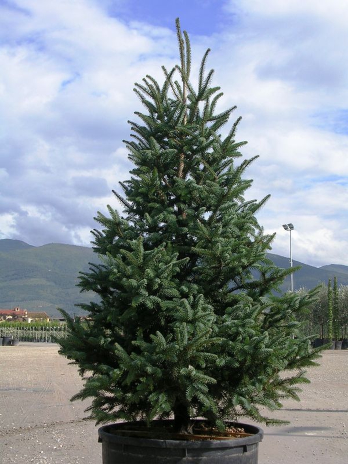 Испанска ела ‘Glauca’ Abies pinsapo ‘Glauca’