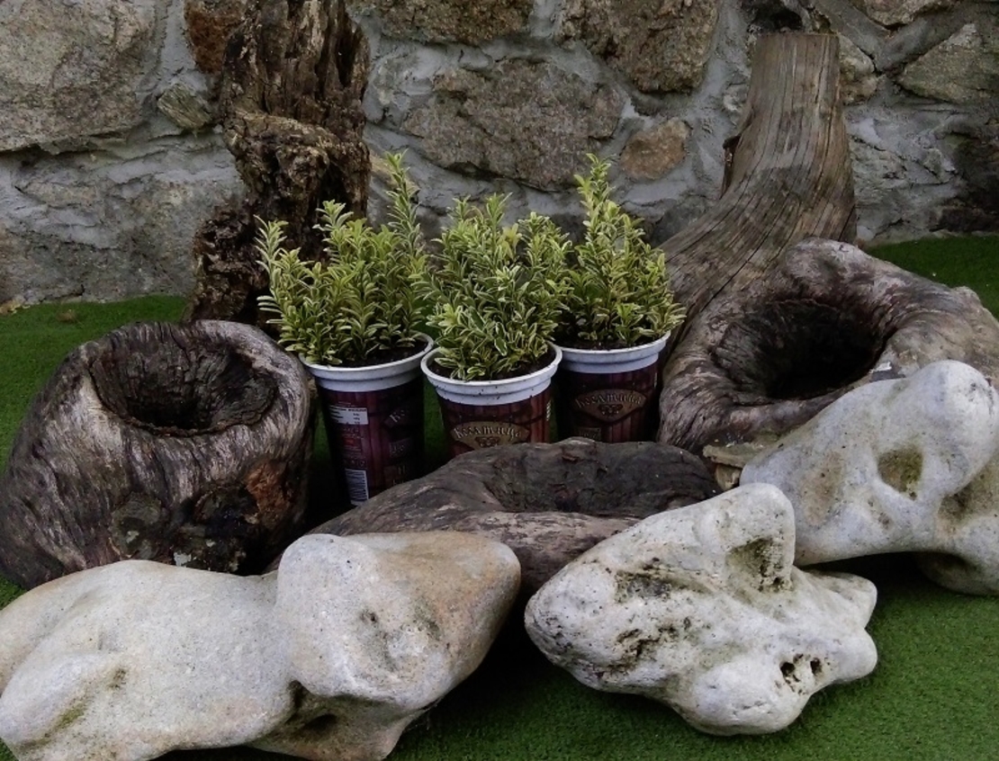 Евонимус японски пъстролистен Euonymus japonicus