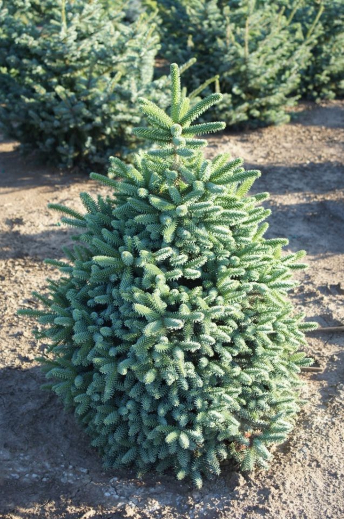 Испанска ела ‘Glauca’ Abies pinsapo ‘Glauca’