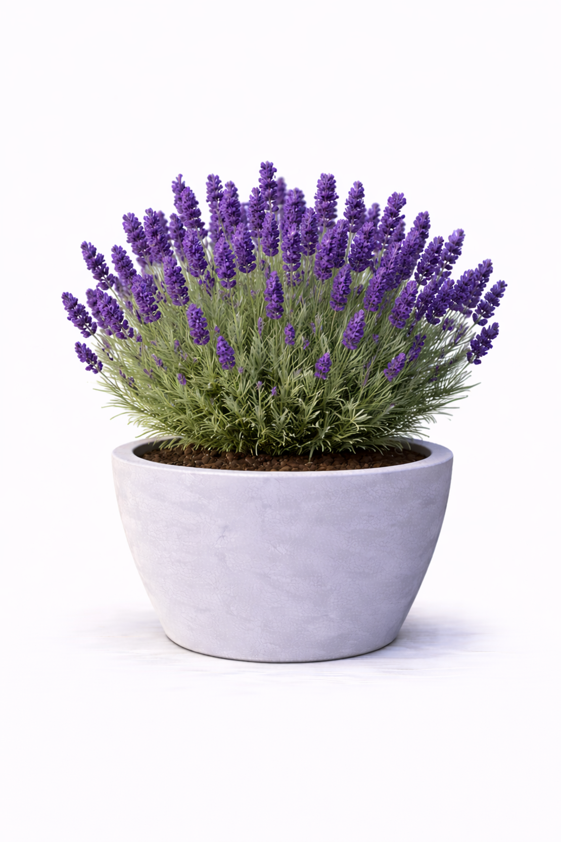 Лавандула ‘Hidcote’ Lavandula angustifolia ‘Hidcote’