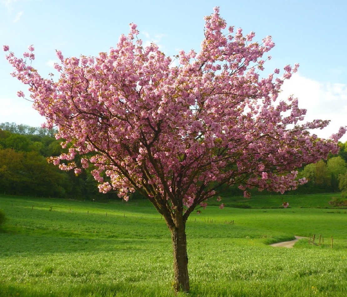 Японска вишна ‘Kanzan’ Prunus serrulata ‘Kanzan’
