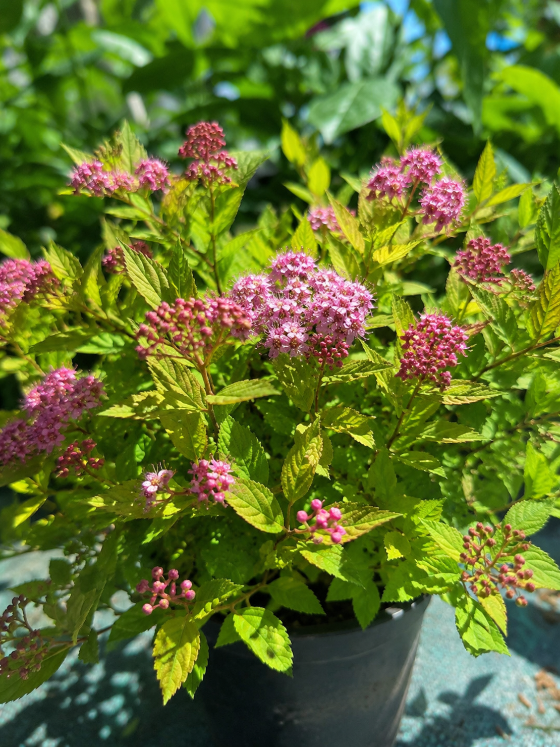 Спирея ‘Little Princess’ Spiraea japonica ‘Little Princess’