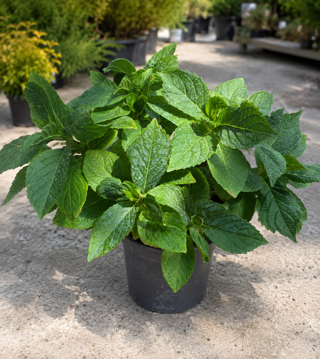 Хортензия | 'Hydrangea hortensis'