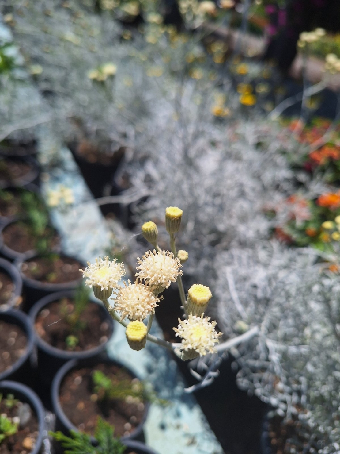 Сребриста цинерария 'Senecio cineraria'