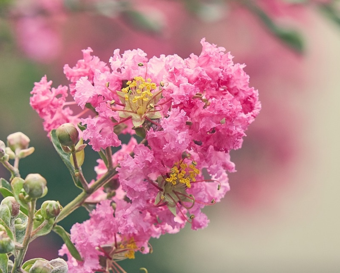 Лагерстремия индийска Lagerstroemia indica