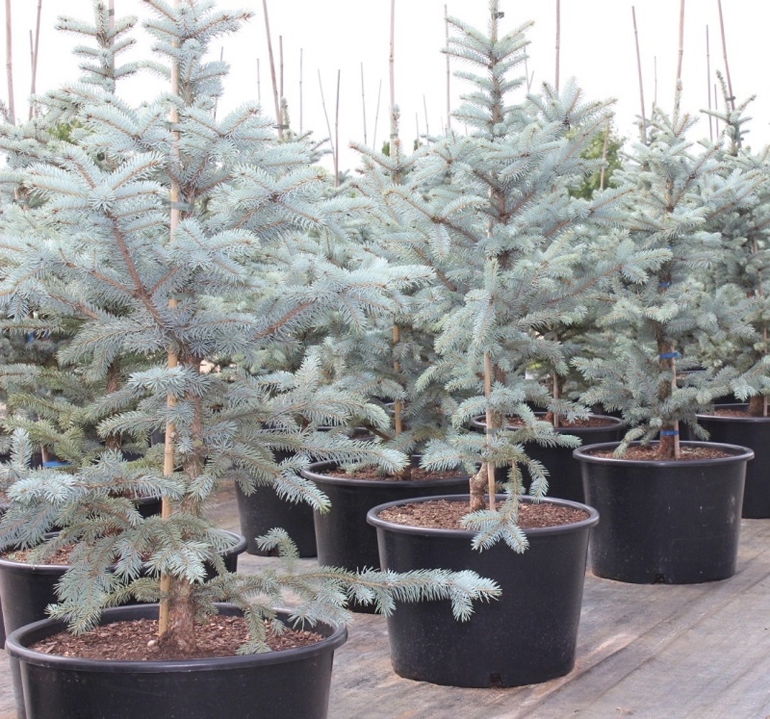 Смърч ‘Oldenburg’ Picea pungens ‘Oldenburg’