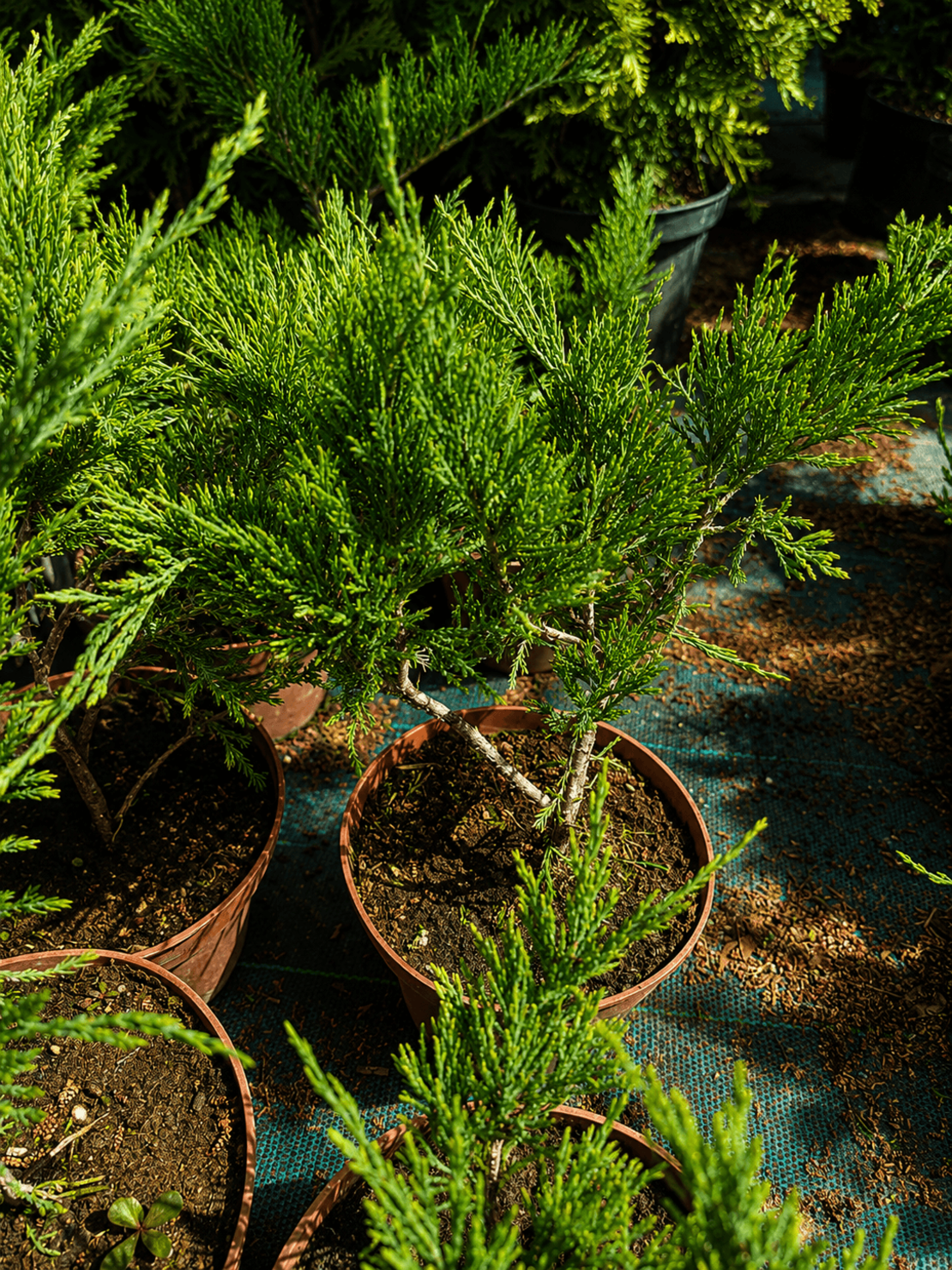 Хвойна Сабина 'Juniperus sabina'