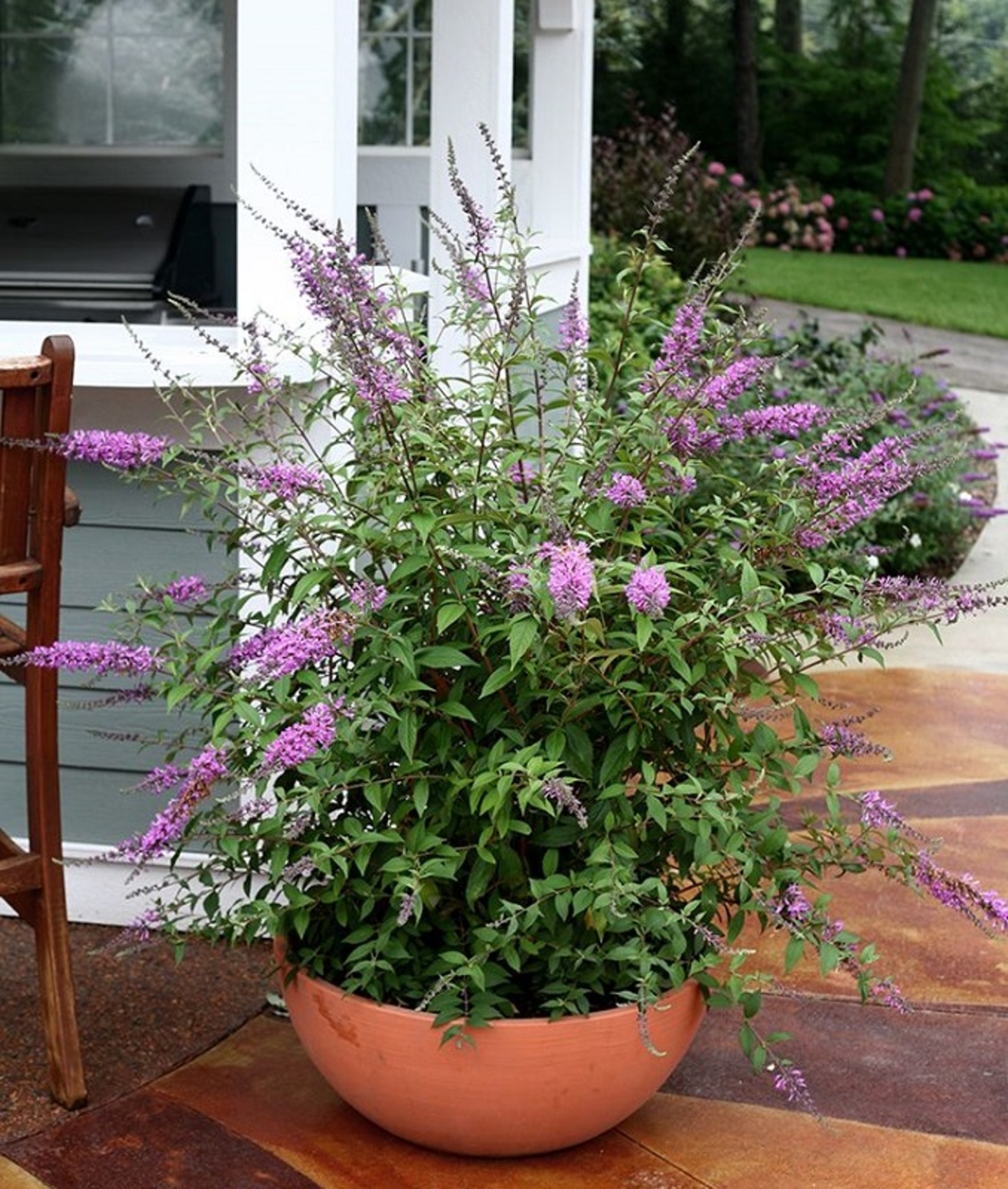 Будлея ‘Black Knight’ Buddleja davidii ‘Black Knight’