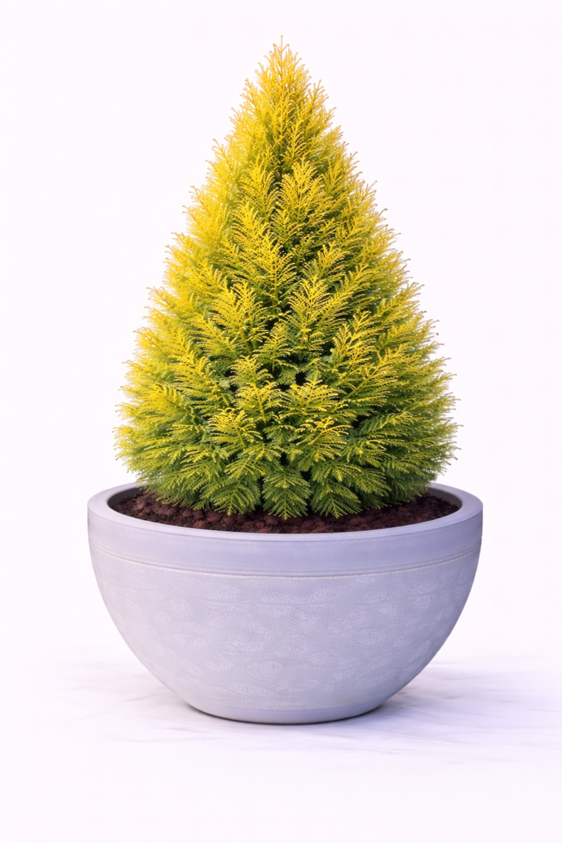 Туя източна ‘Pyramidalis Aurea’ Thuja orientalis ‘Pyramidalis Aurea’