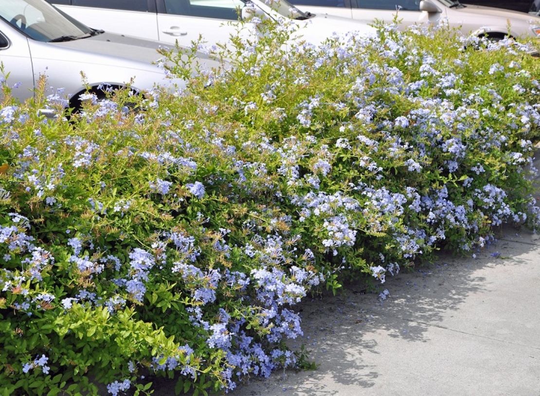 Пломбаго (син жасмин) Plumbago auriculata