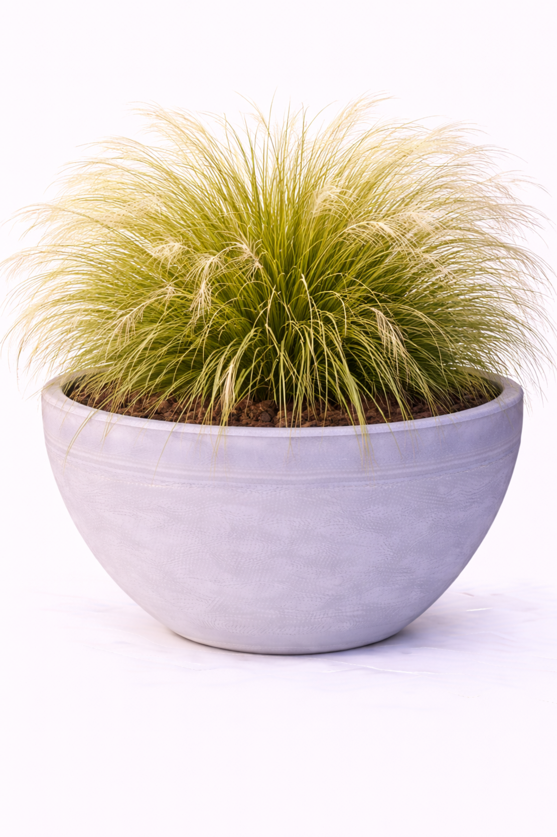 Стипа ‘Pony Tails’ Stipa tenuissima ‘Pony Tails’