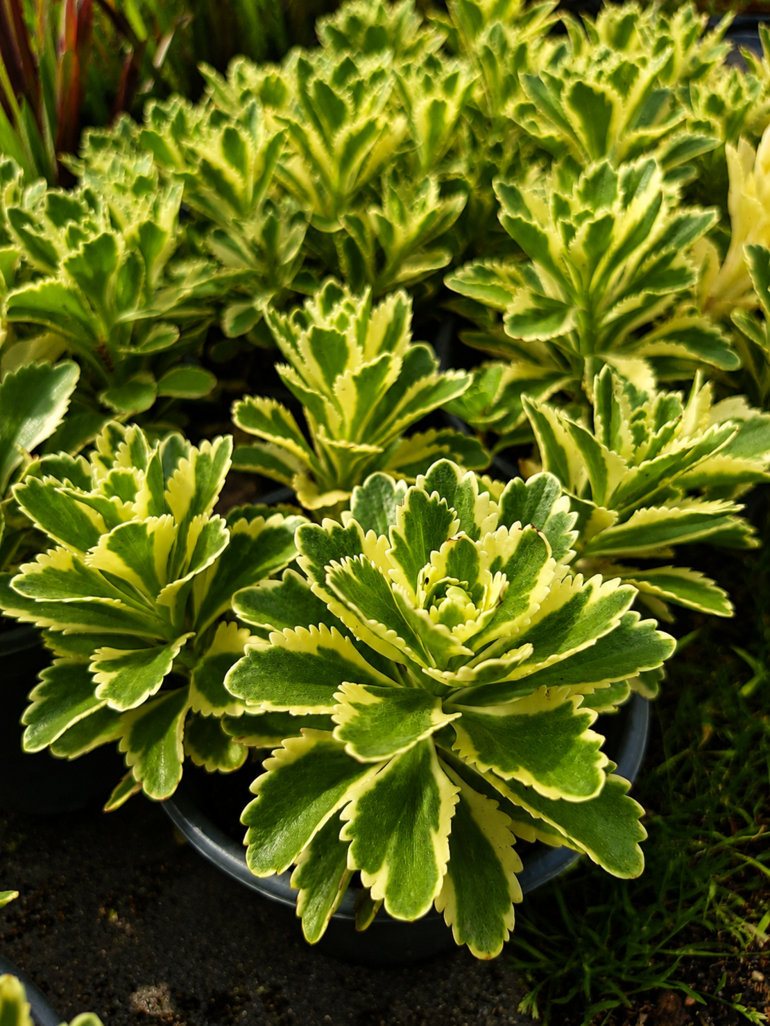 Седум 'Sedum spp.'
