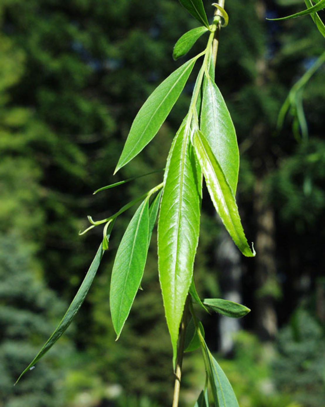 Плачеща върба Salix babylonica