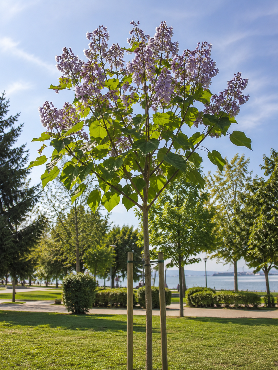 Пауловния ‘Paulownia tomentosa’