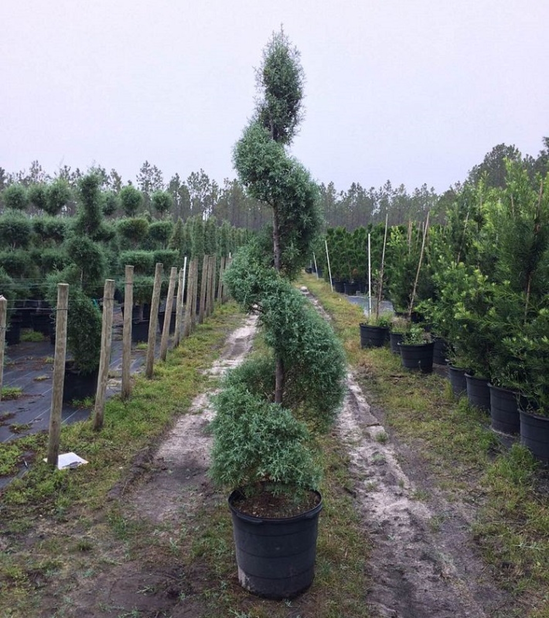 Лейландов кипарис (спирала) Cupressocyparis leylandii