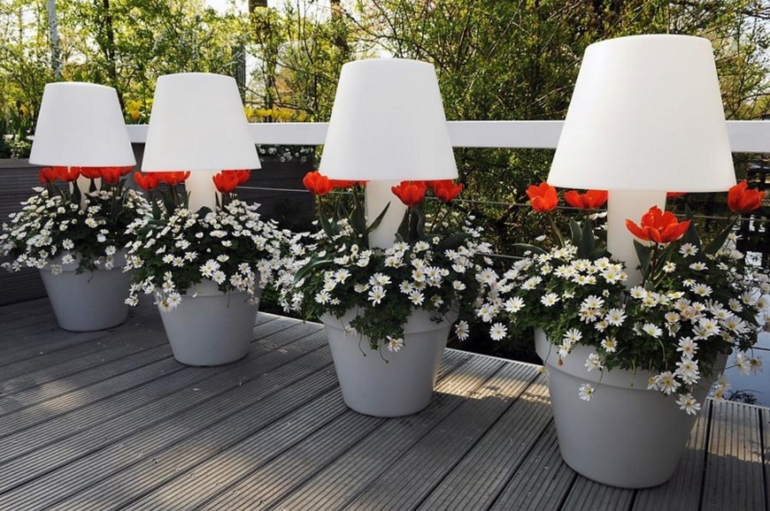 Анемония (коронария) Anemone coronaria