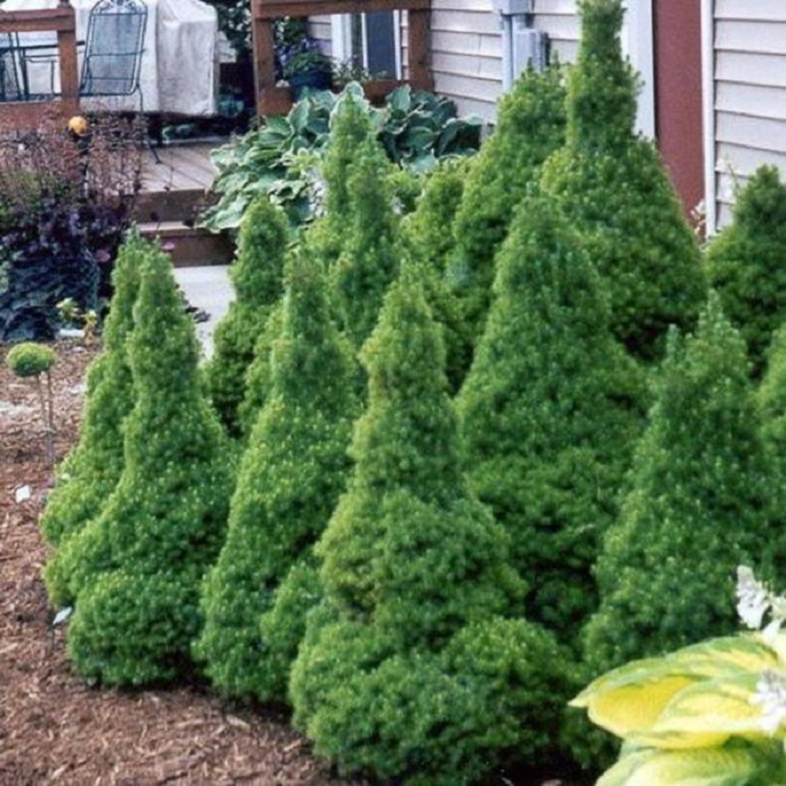 Смърч коника Picea glauca ‘Conica’