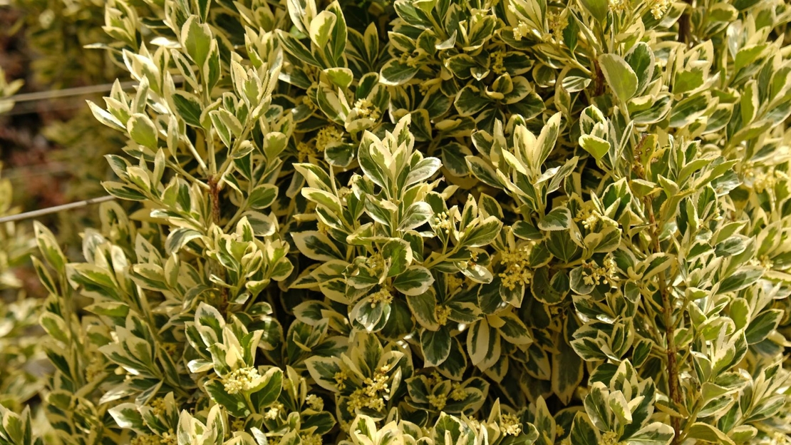 Лигуструм пъстролистен, шарен	Ligustrum ovalifolim aureoverigata