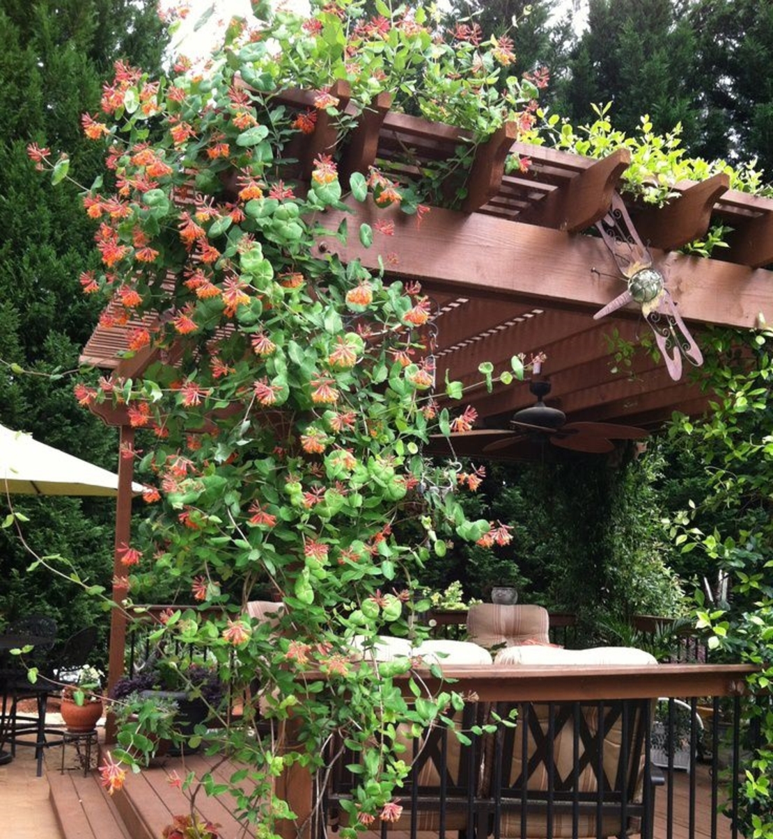 Орлов нокът катерлив Lonicera caprifolium