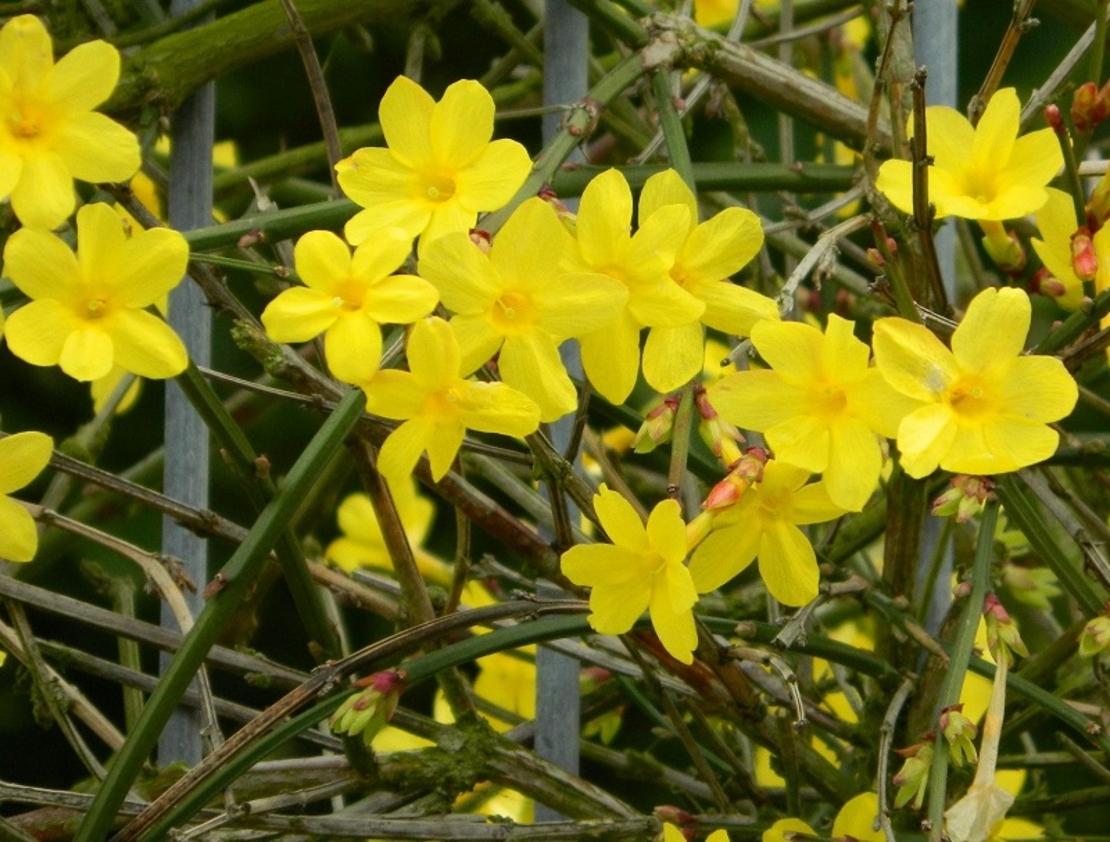 Жасмин зимен Jasminum nudiflorum