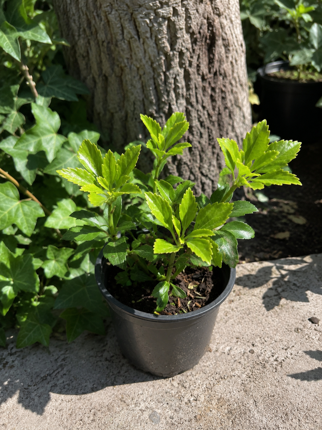 Пахизандра 'Pachysandra terminalis'
