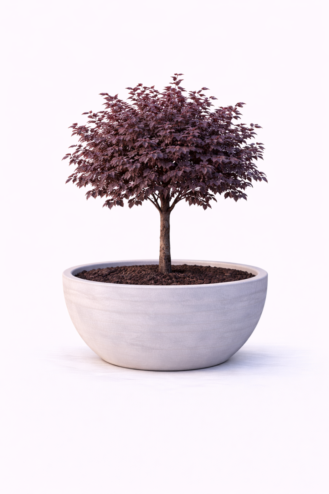 Джанка ‘Nigra’ Prunus cerasifera ‘Nigra’