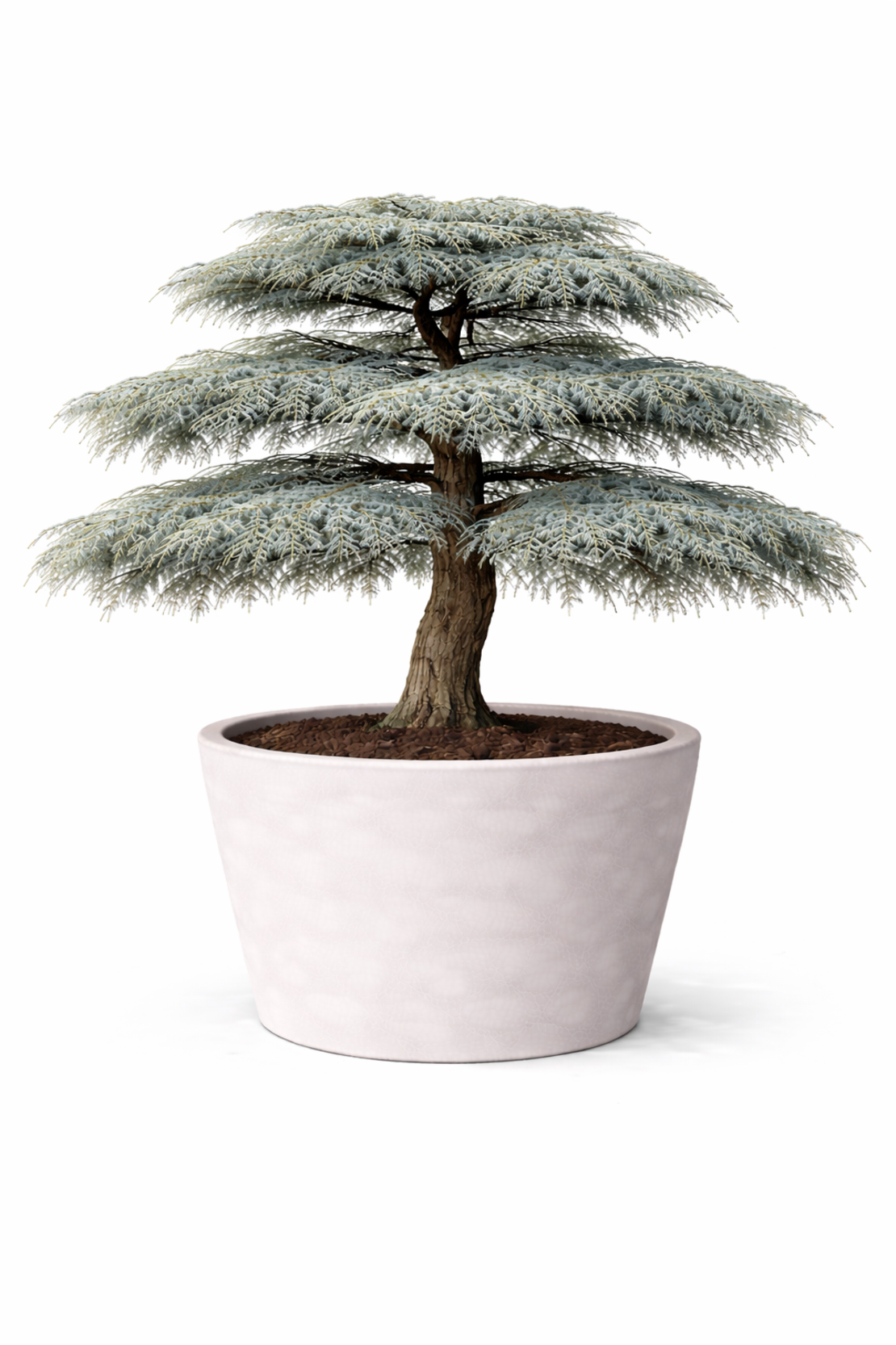 Кедър ливански ‘Glauca’ Cedrus libani ‘Glauca’