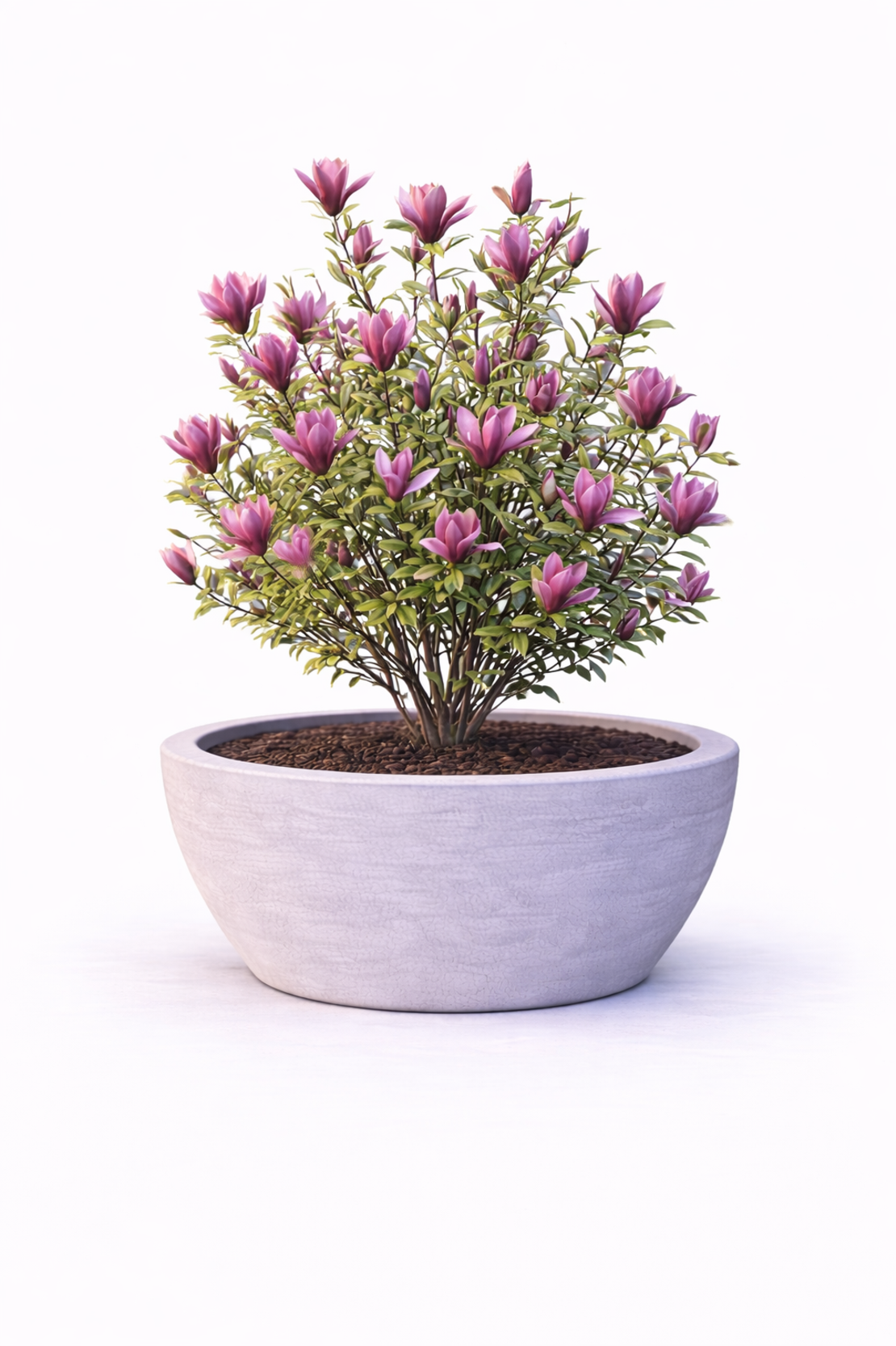 Магнолия ‘Susan’ Magnolia liliflora ‘Susan’