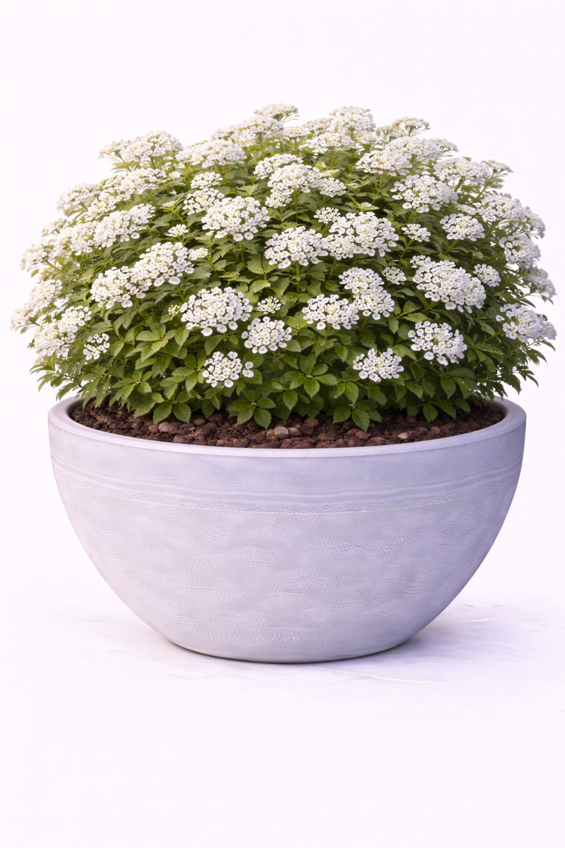 Спирея ‘Van Houttei’ Spiraea × vanhouttei