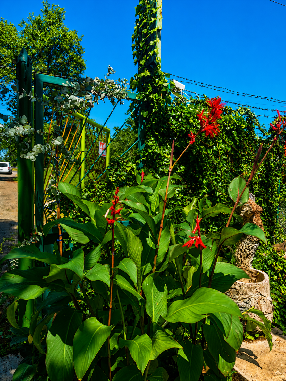 Кана индийска 'Canna indica'