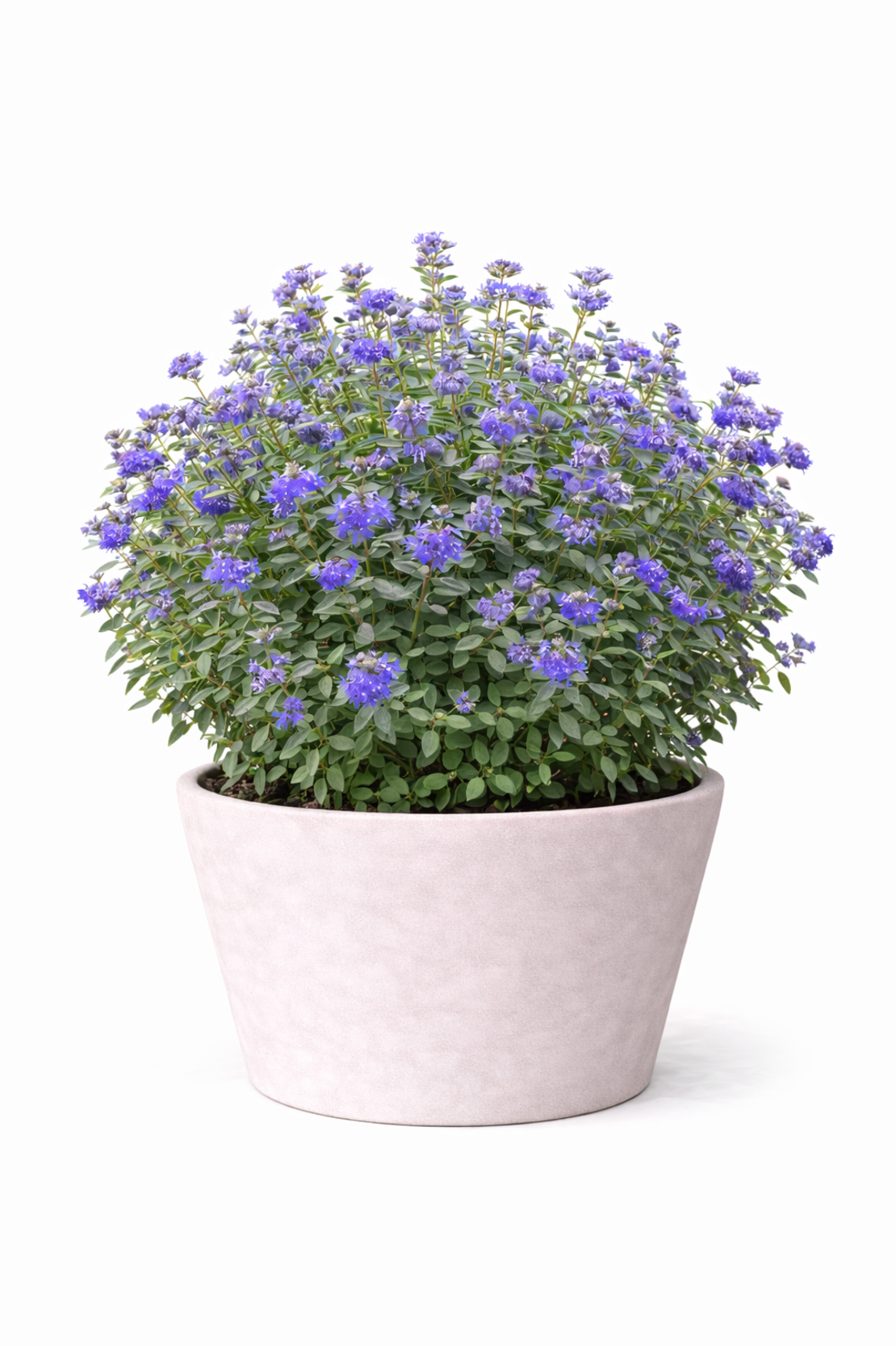 Карьоптерис ‘Heavenly Blue’ Caryopteris × clandonensis ‘Heavenly Blue’