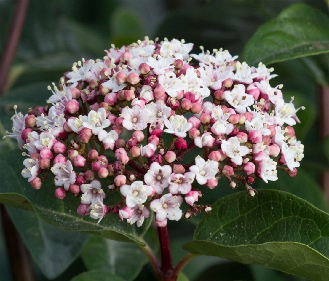 Калина ‘Tinus’ Viburnum tinus