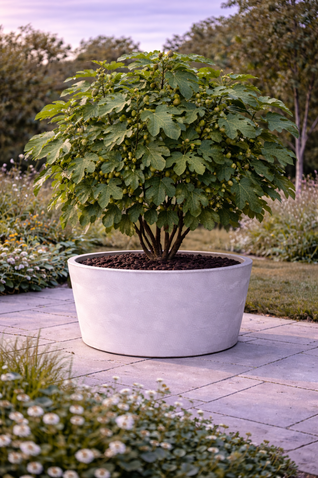 Смокиня Ficus carica