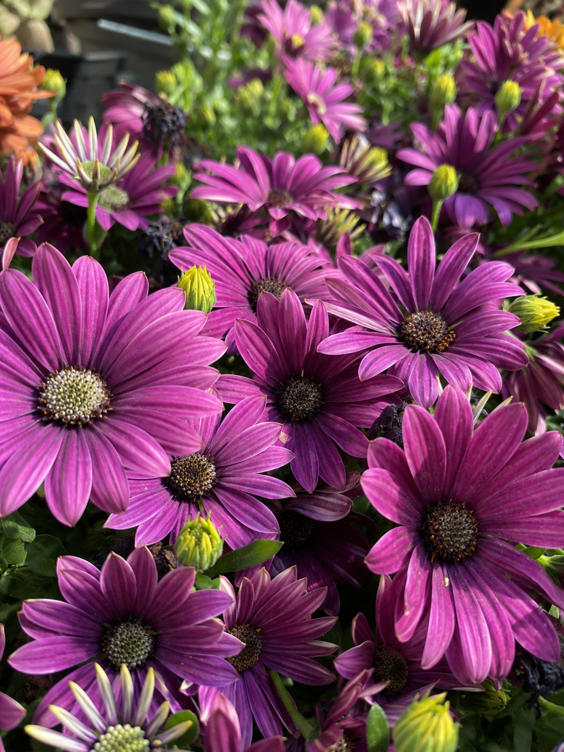 Остеоспермум 'Osteospermum spp.'