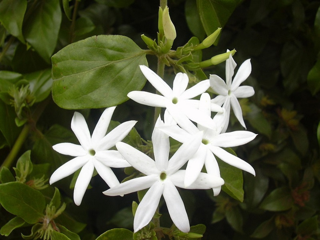 Момин жасмин (трицветен) Trachelospermum jasminoides