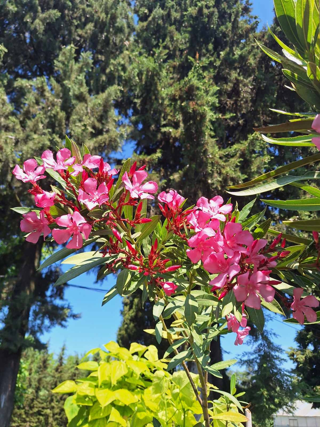 Зокум (Олеандър)   'Nerium oleander'