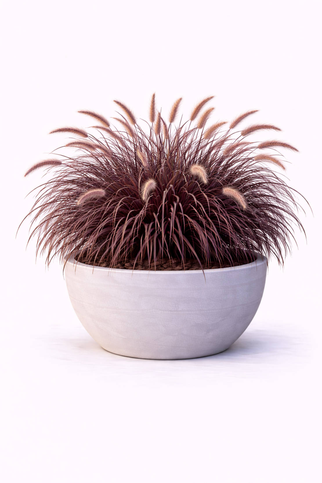 Пенисетум ‘Rubrum’ Pennisetum setaceum ‘Rubrum’