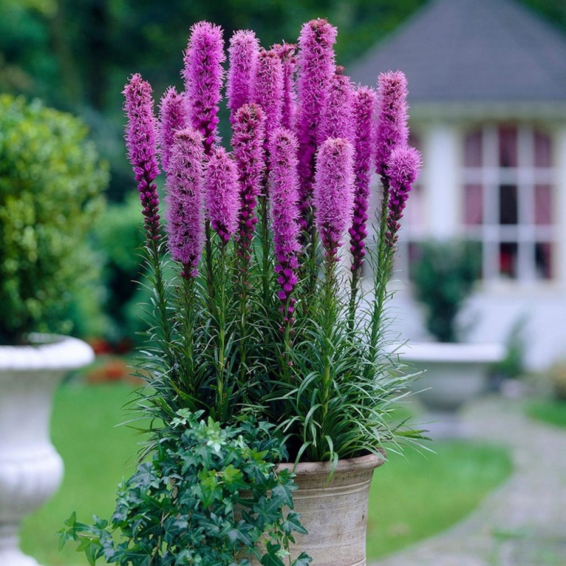 Лиатрис Liatris spicata
