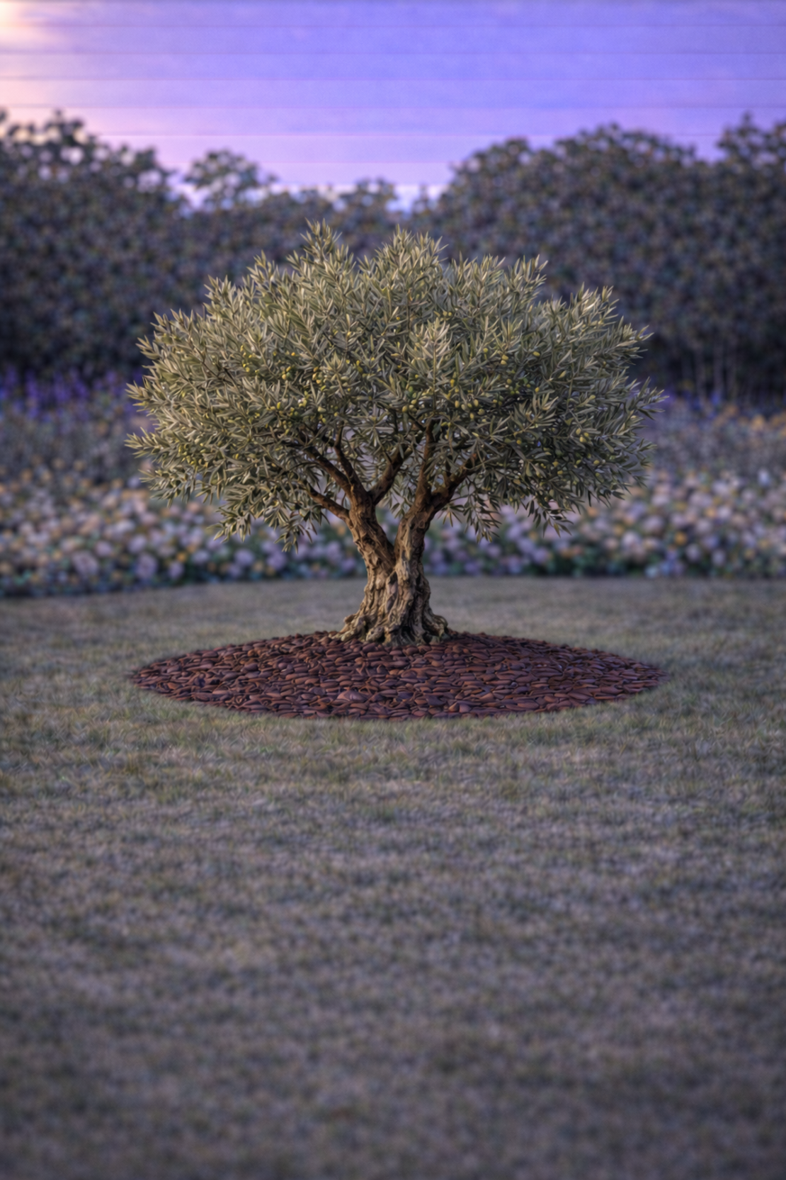 Маслина европейска Olea europaea