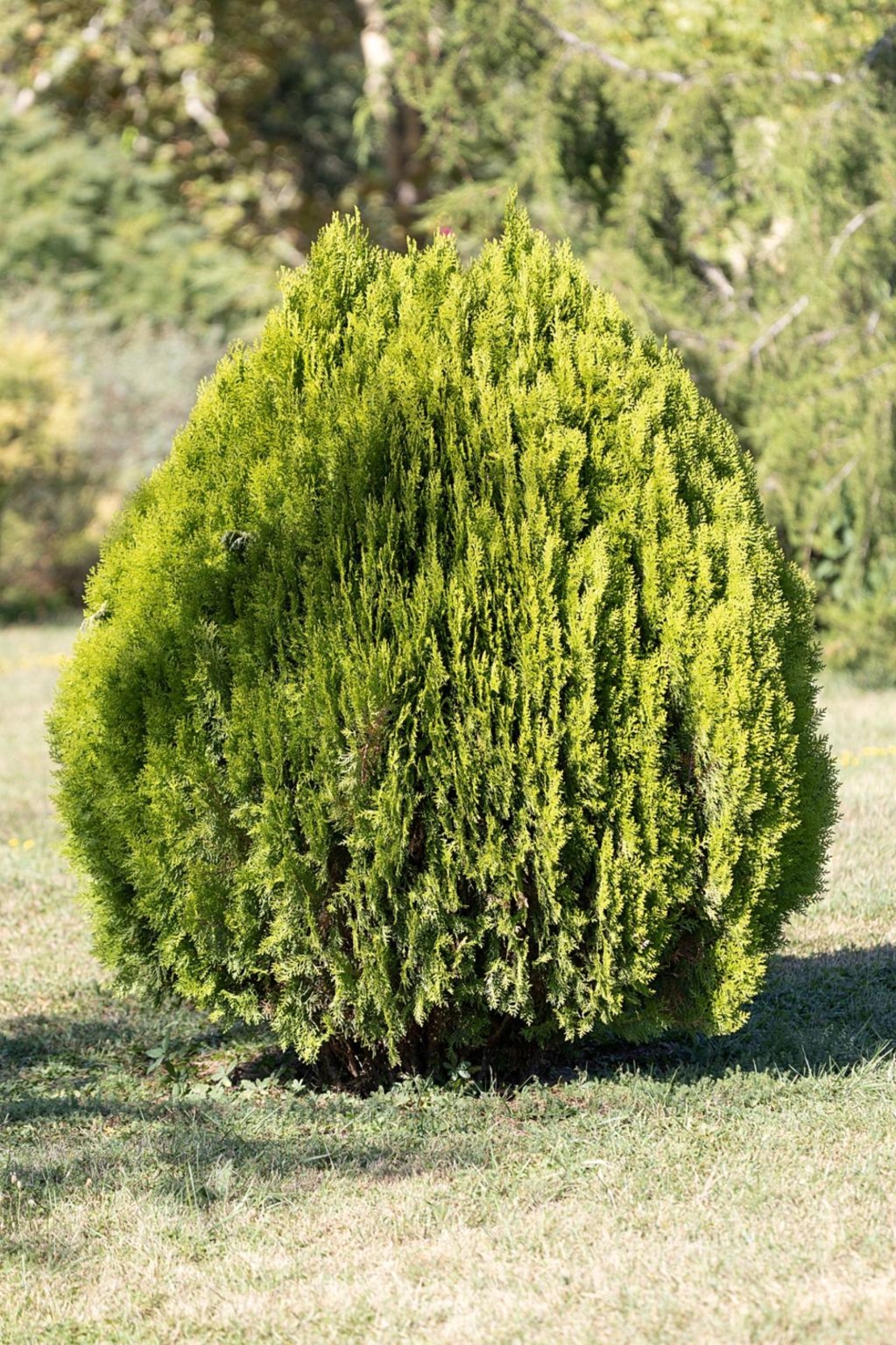 Туя Аурея нана	Thuja occ. 