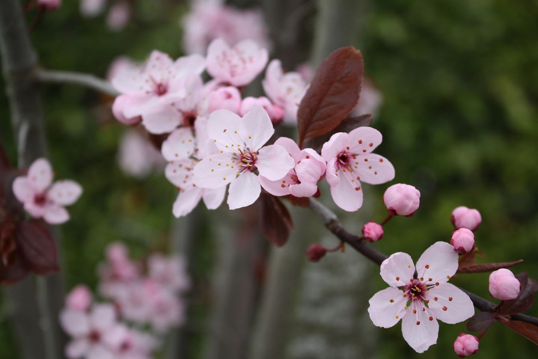 Джанка ‘Nigra’ Prunus cerasifera ‘Nigra’