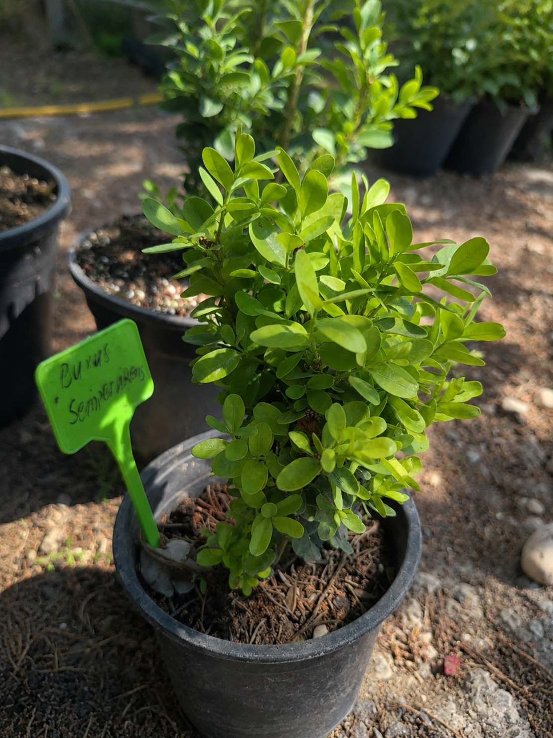 Чемшир (обикновен) Buxus sempervirens