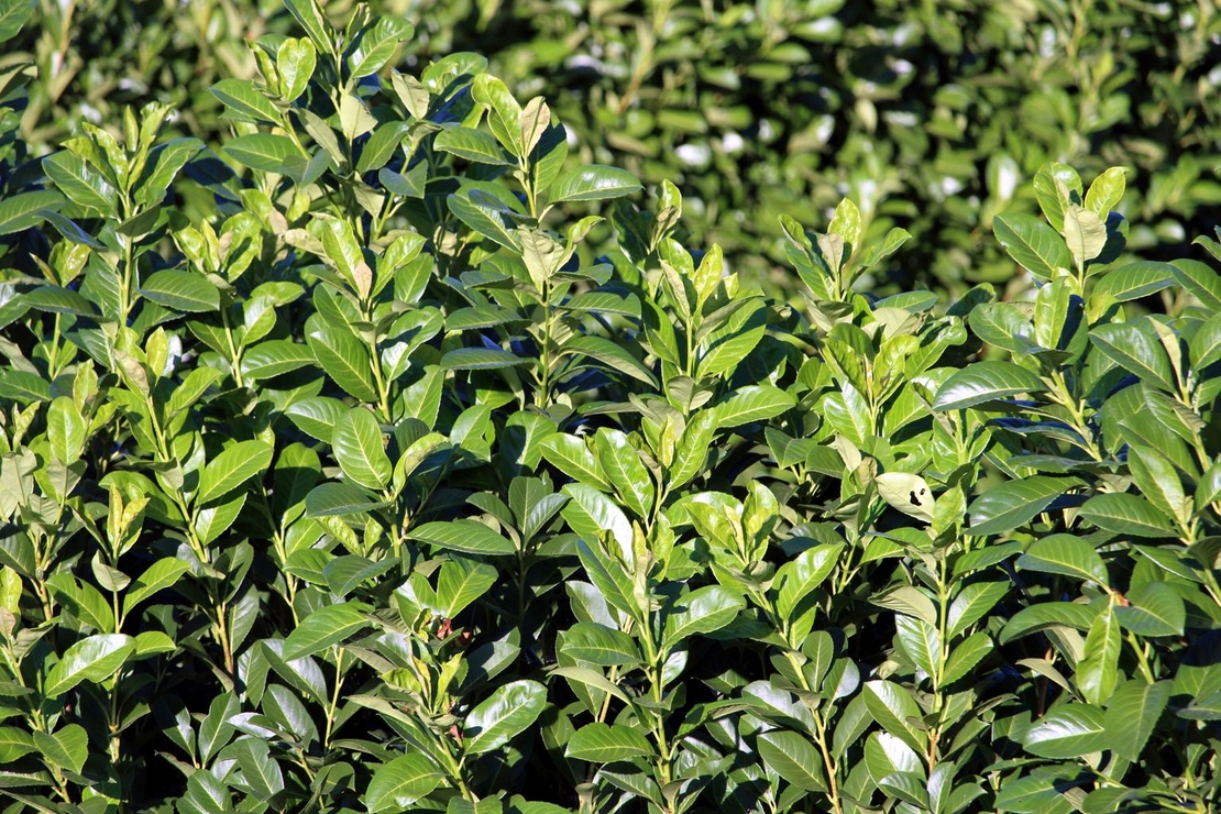 Лавровишня  Prunus laurocerassus