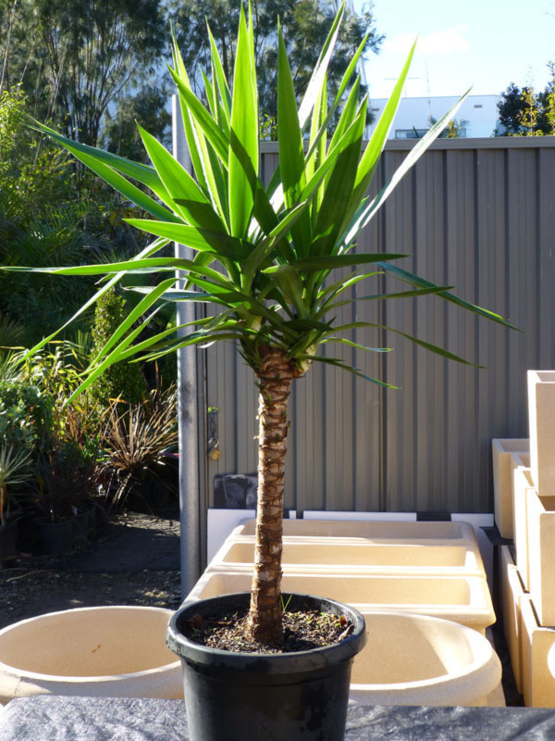 Юка нишковидна Yucca filamentosa