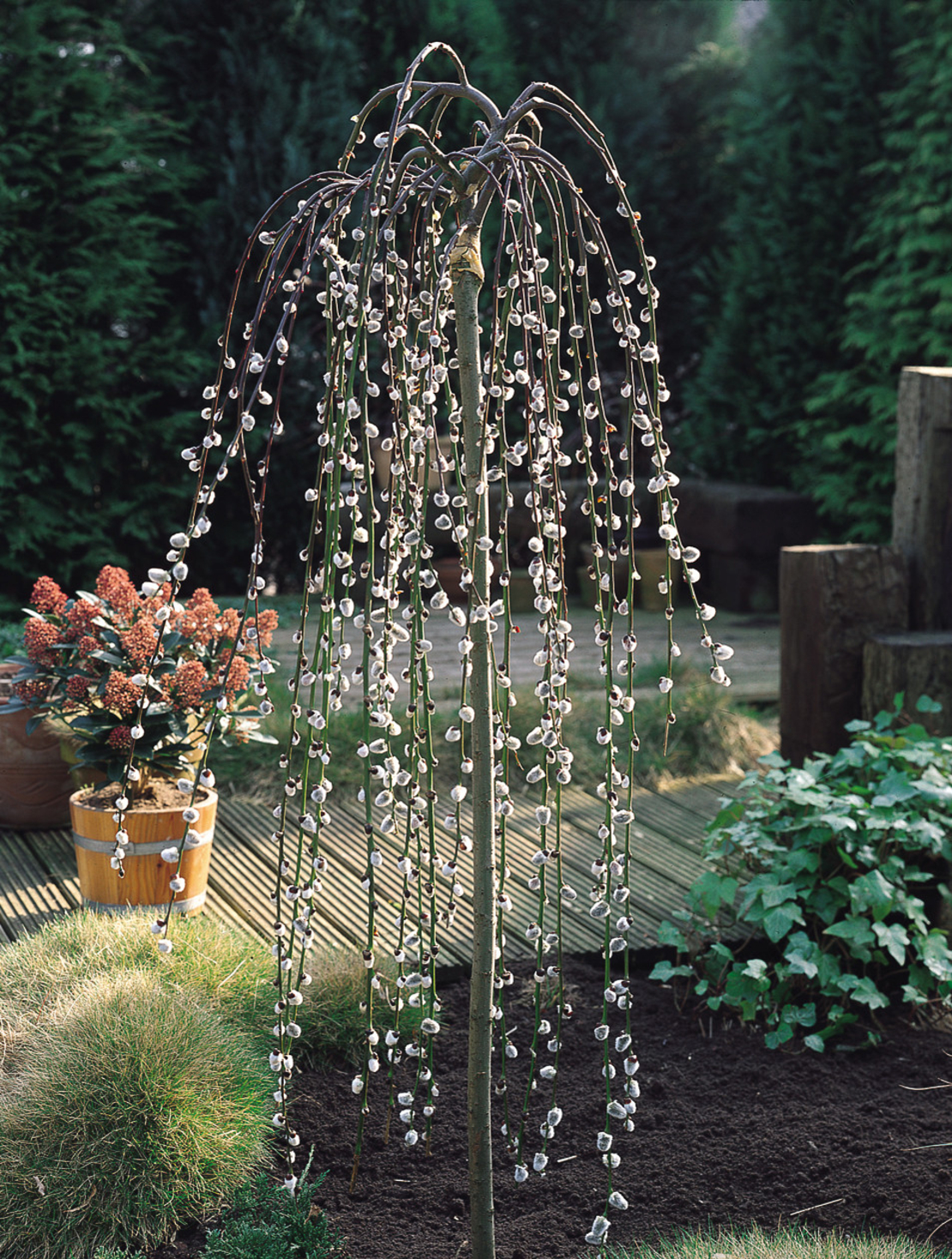 Плачеща върба Килмарнок	Salix caprea 