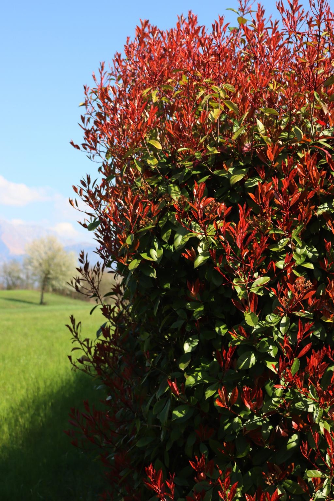 Фотиния	Photinia fraseri Red Robin