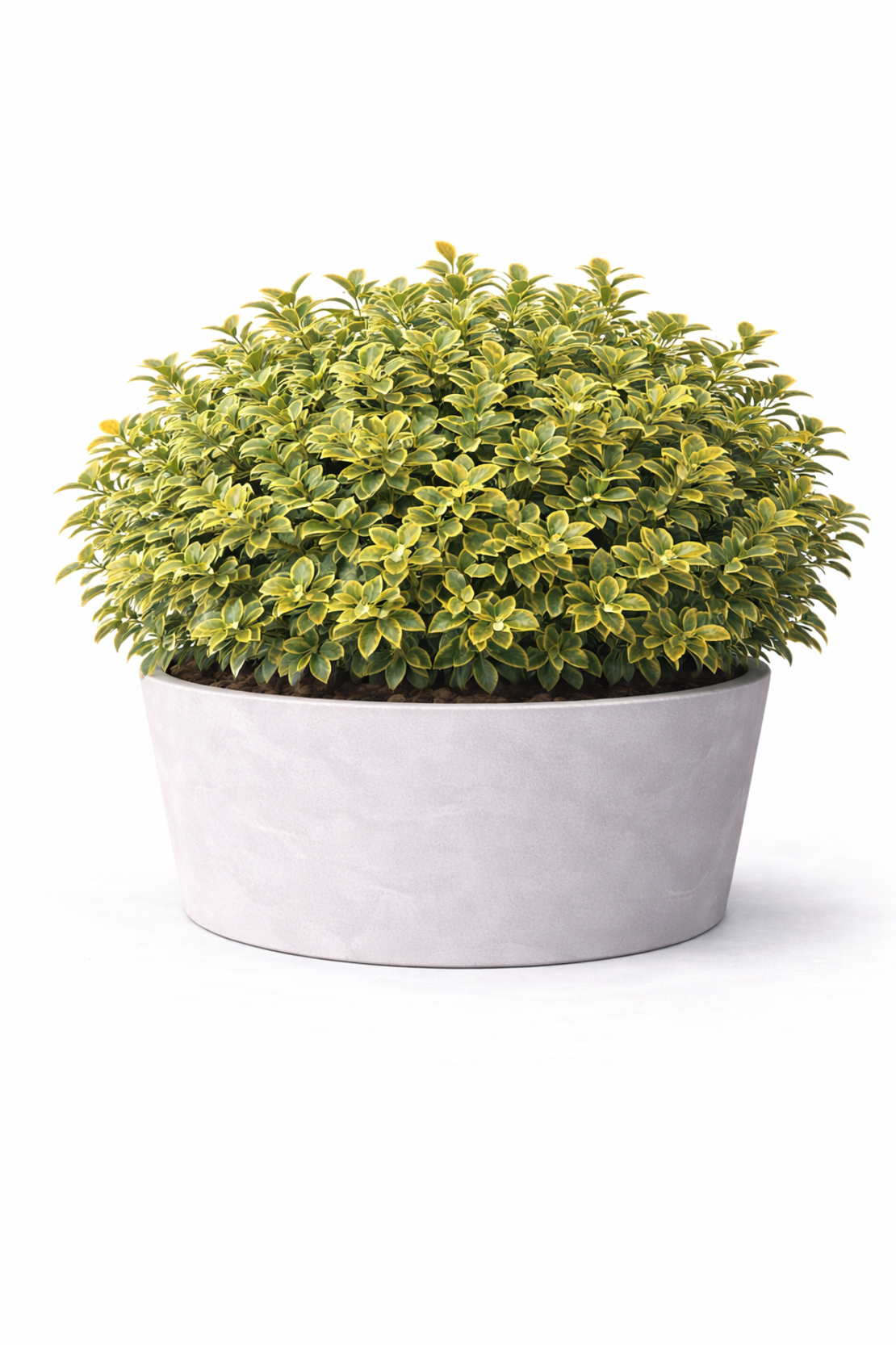 Фортунееви бръшлянчета Euonymus fortunei