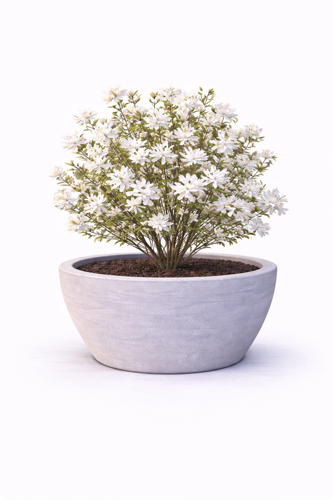 Магнолия звездовидна Magnolia stellata