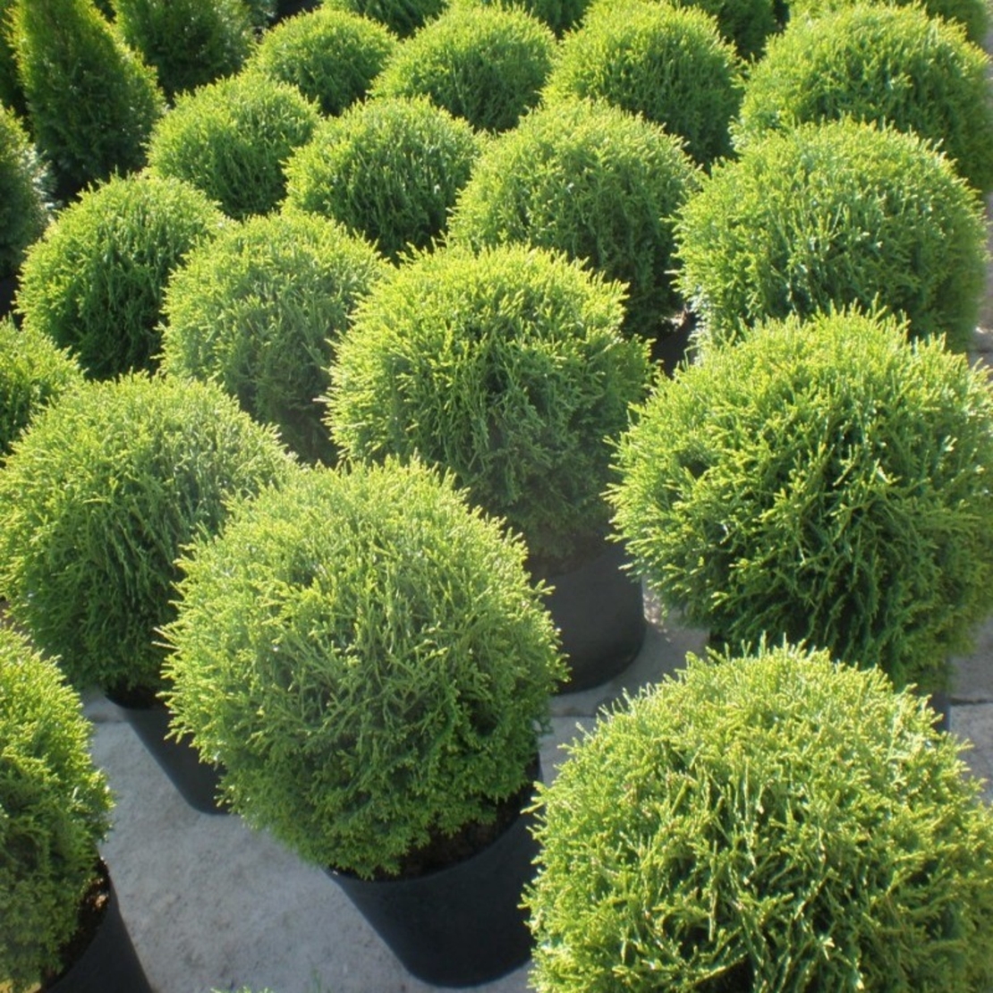 Туя ‘Tiny Tim’ Thuja occidentalis ‘Tiny Tim’