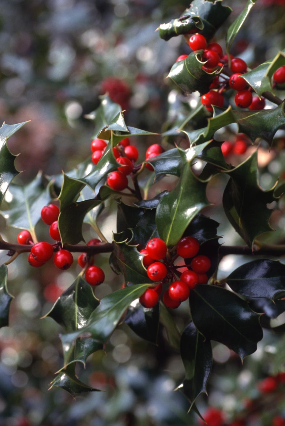 Илекс Аляска, Джел	 Ilex crenata 